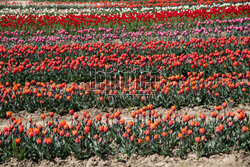 O rany, Tulipany w Błotniku największe pole tulipanów w Polsce