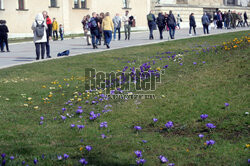Pierwsze tchnienie wiosny w Krakowie