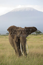 Kenia, Park Narodowy Amboseli