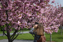 Wiśnia japońska zakwitła w Kijowie
