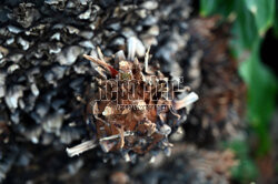 Nowa oranżeria w Ogrodzie Botanicznym UJ