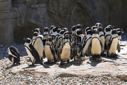 Nowy pawilon pingwinów przylądkowych w stołecznym zoo