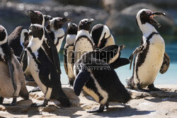 Nowy pawilon pingwinów przylądkowych w stołecznym zoo