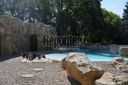Nowy pawilon pingwinów przylądkowych w stołecznym zoo
