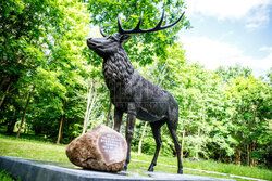 Nowa rzeźba Jelenia Szlachetnego w centrum Olsztyna