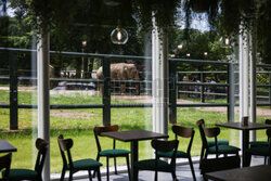 Kawiarnia z widokiem na wybieg słoni w krakowskim zoo