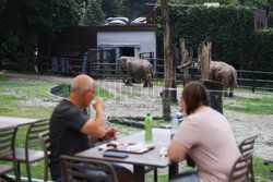 Kawiarnia z widokiem na wybieg słoni w krakowskim zoo