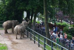 Kawiarnia z widokiem na wybieg słoni w krakowskim zoo