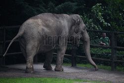 Kawiarnia z widokiem na wybieg słoni w krakowskim zoo