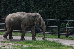 Kawiarnia z widokiem na wybieg słoni w krakowskim zoo