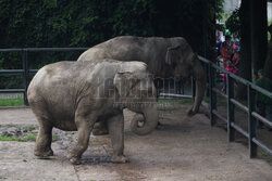 Kawiarnia z widokiem na wybieg słoni w krakowskim zoo