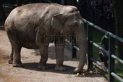 Kawiarnia z widokiem na wybieg słoni w krakowskim zoo