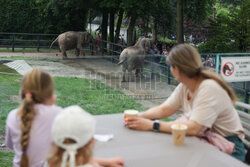 Kawiarnia z widokiem na wybieg słoni w krakowskim zoo