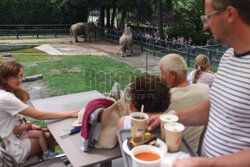Kawiarnia z widokiem na wybieg słoni w krakowskim zoo