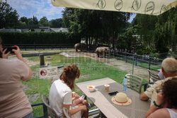 Kawiarnia z widokiem na wybieg słoni w krakowskim zoo