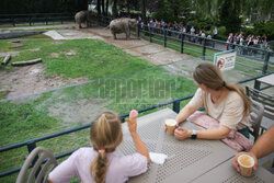 Kawiarnia z widokiem na wybieg słoni w krakowskim zoo