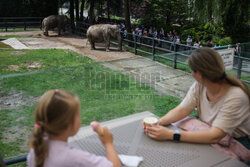 Kawiarnia z widokiem na wybieg słoni w krakowskim zoo