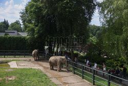 Kawiarnia z widokiem na wybieg słoni w krakowskim zoo