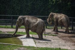Kawiarnia z widokiem na wybieg słoni w krakowskim zoo