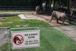 Kawiarnia z widokiem na wybieg słoni w krakowskim zoo