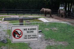 Kawiarnia z widokiem na wybieg słoni w krakowskim zoo