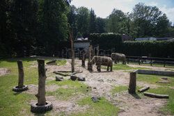 Kawiarnia z widokiem na wybieg słoni w krakowskim zoo