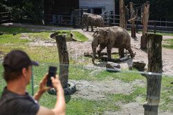 Kawiarnia z widokiem na wybieg słoni w krakowskim zoo