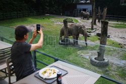 Kawiarnia z widokiem na wybieg słoni w krakowskim zoo