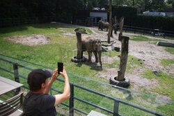 Kawiarnia z widokiem na wybieg słoni w krakowskim zoo